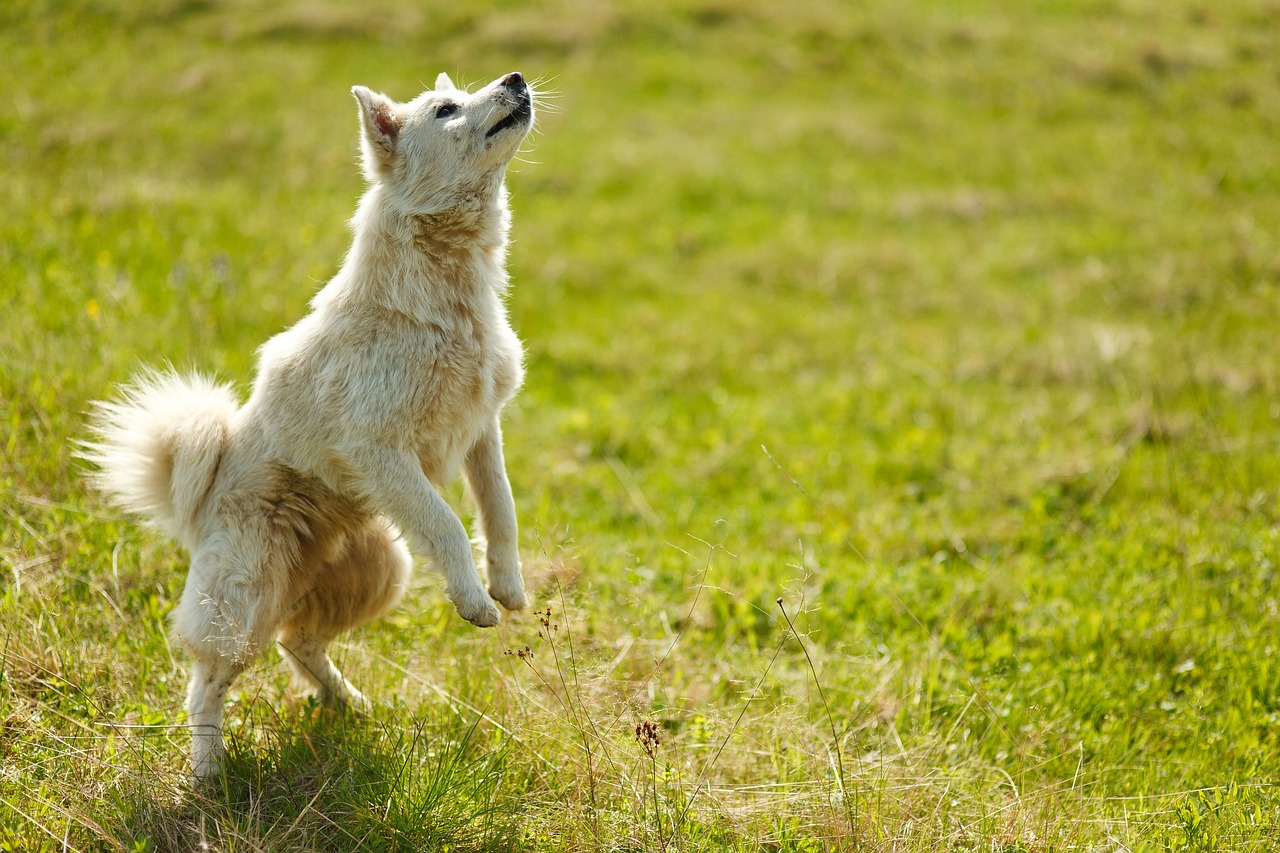 The Best Activities for Senior Dogs